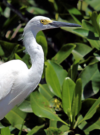 Great Egret