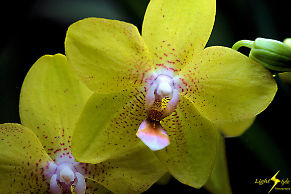 adj_0669_Yellow red mottled orchid_fb