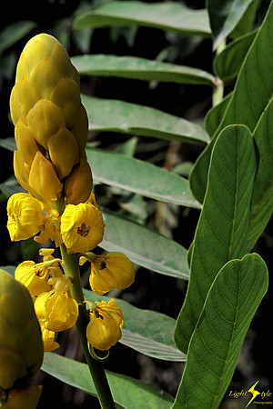 adj_Camarones flower_8417
