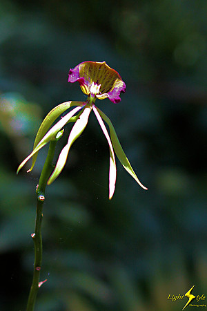 adj_0806_Tiny yellow-purple orchid_fb