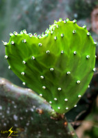 adj_0727_Cactus heart shape_fb