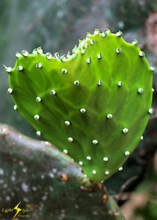 adj_0727_Cactus heart shape_fb