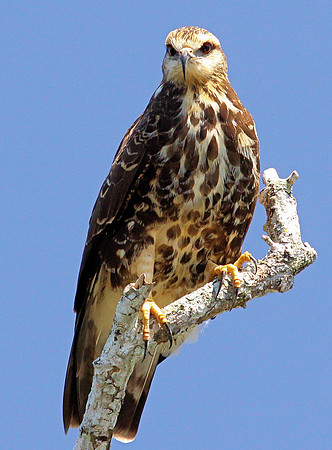 Predator's Perch