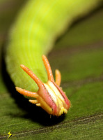 Jungle Denizens
