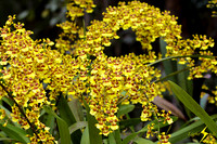 adj_0644_Cluster yellow orchids_fb