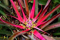 adj_0695_Red succulent_fb