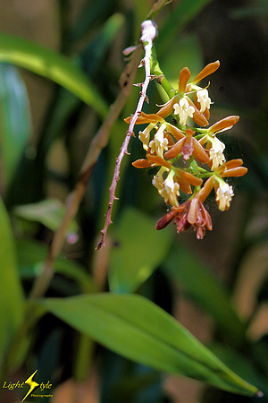 adj_0818_Tiny white orchid cluster_fb