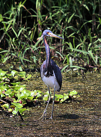 Tricolored Heron