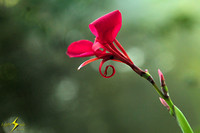 adj_9449_Red orchid