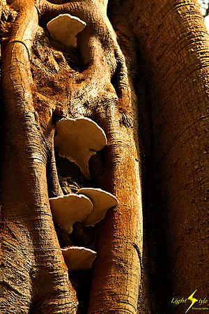adj_9721_Fungi in Fig trunk_fb