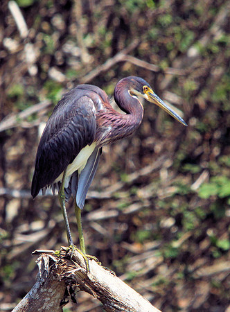 Tricolored Heron