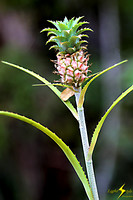 adj_0690_Mini pineapple_fb