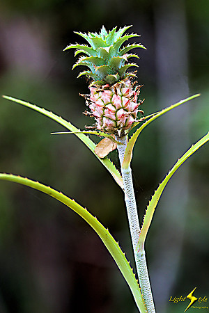 adj_0690_Mini pineapple_fb