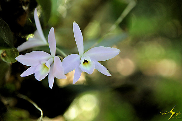 adj_9443_tiny white orchids