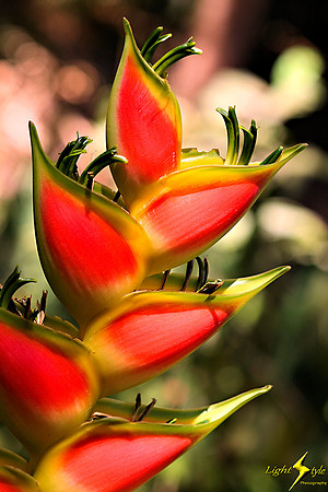 adj_0745_Heliconia_fb