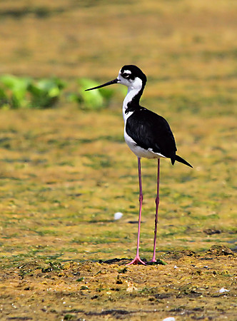 Black-necked Stilt