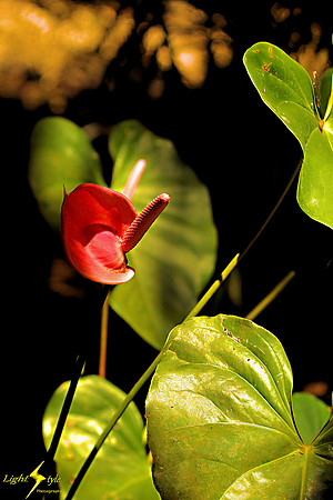 adj_9858_Red anthurium_fb