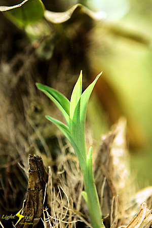 adj_9791_Orchid sprout_fb