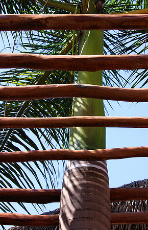 Palm Reaching Upward