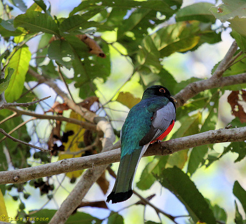 Elegant Trogon