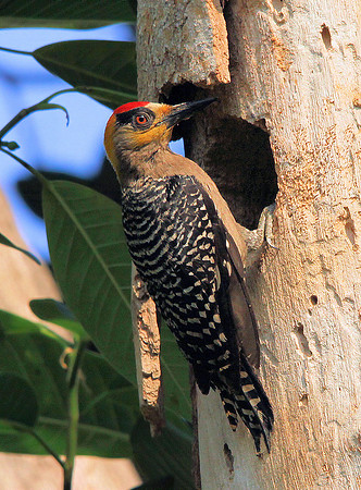 Golden-cheeked Woodpecker (male)