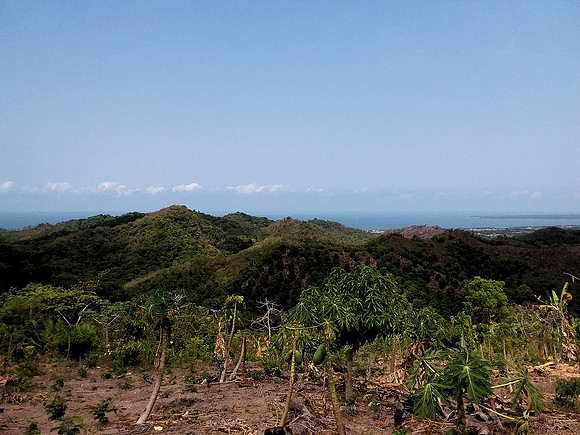 Mango orchard - 10acres