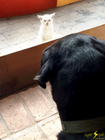 Chevy and Curious Stranger