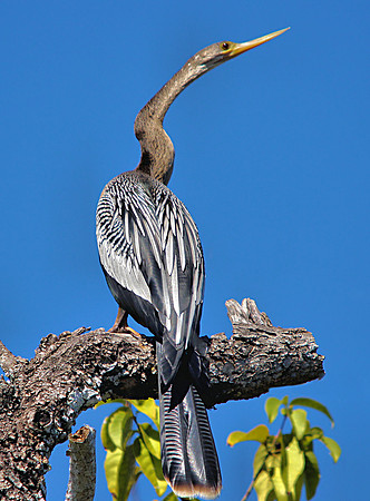American Anhinga