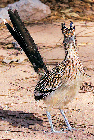 Curious Roadrunner