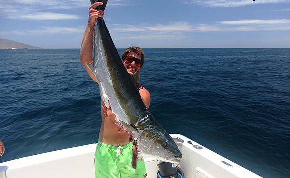 Yellow Tail - Matt