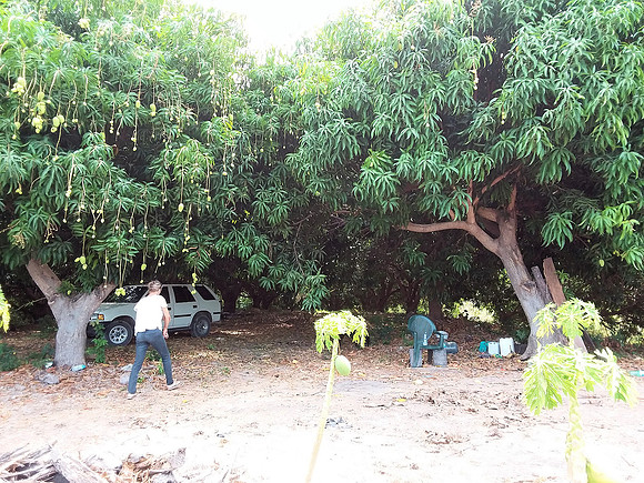 Mango orchard - 10acres