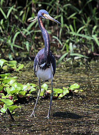 Tricolored Heron