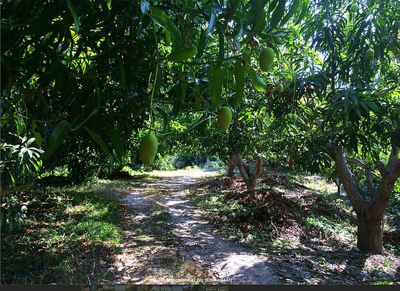 Mango orchard - 10acres