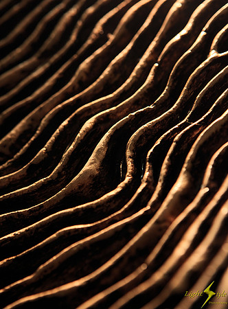 Ridges II
