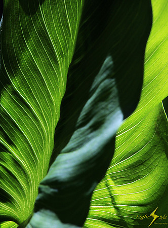 Green Leaves