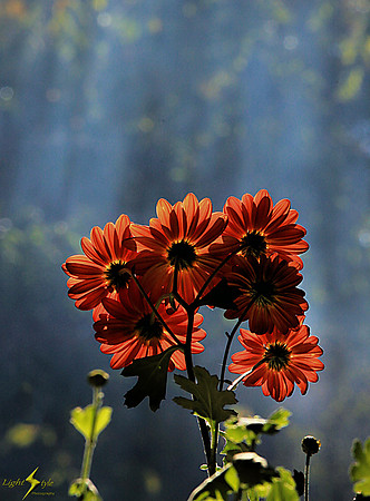 Morning Light