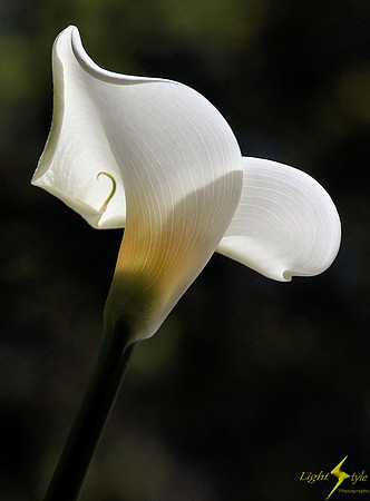 Angel's Trumpet II