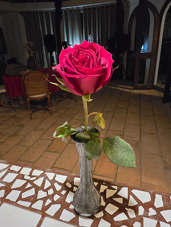 Valentines Rose for Lois - San Pancho