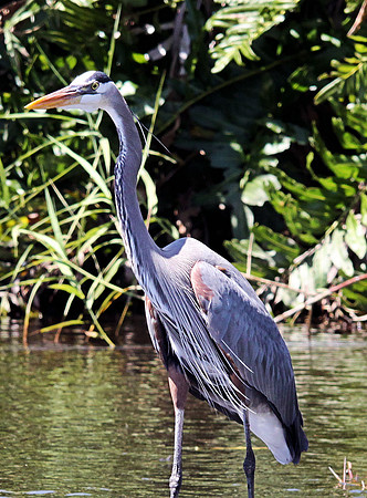 Great Blue Heron