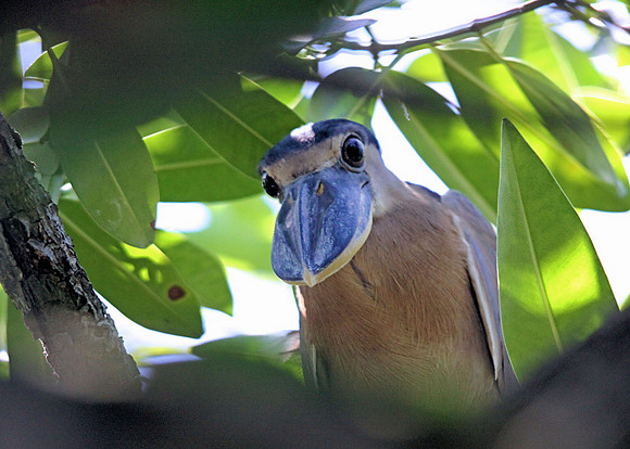 Boat-billed Heron