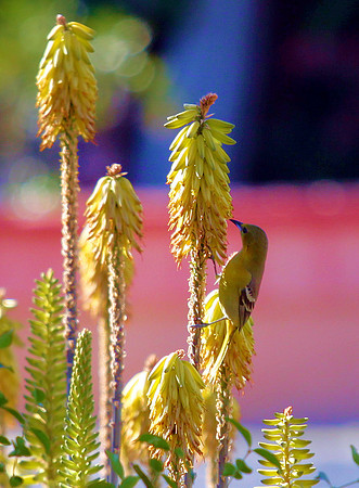 Yellow Bird