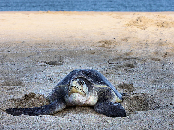 Turtle Nesting