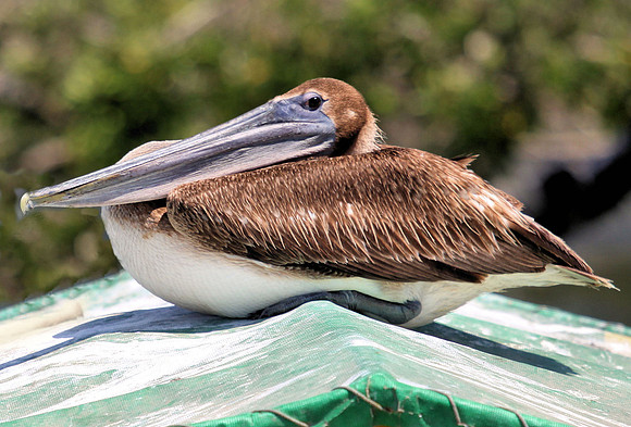 Brown Pelican in Repose