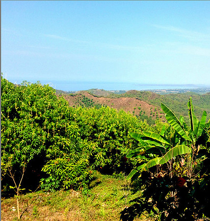 Mango orchard - 10acres