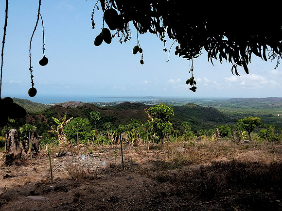 Mango orchard - 10acres
