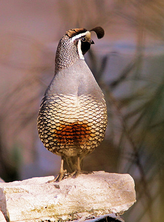 California Quail