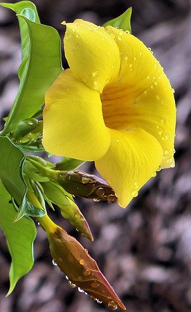 Cup of Gold