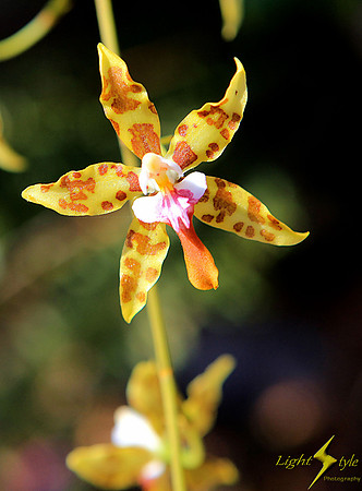 Yellow orchid