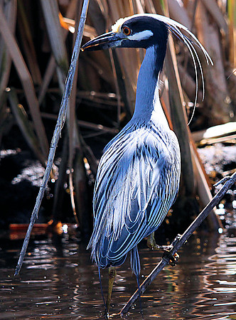 Yellow-crowned Night Heron