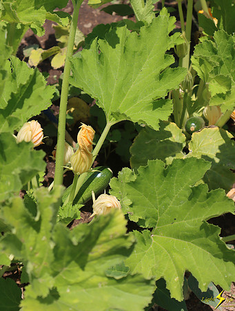 Mayto Community Garden